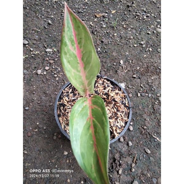 Aglonema baby Gatot kaca