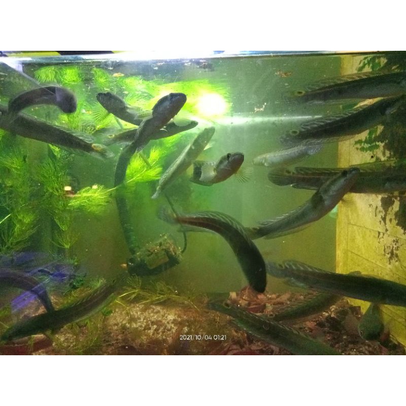 channa maru yellow sentarum mata merah bar tebal dengan cabung