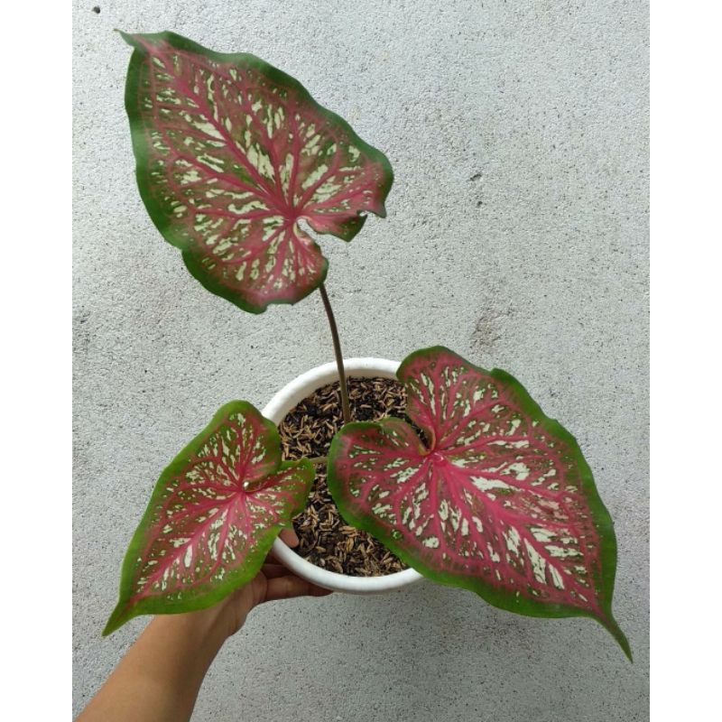 keladi lance whorton / caladium lance whorton