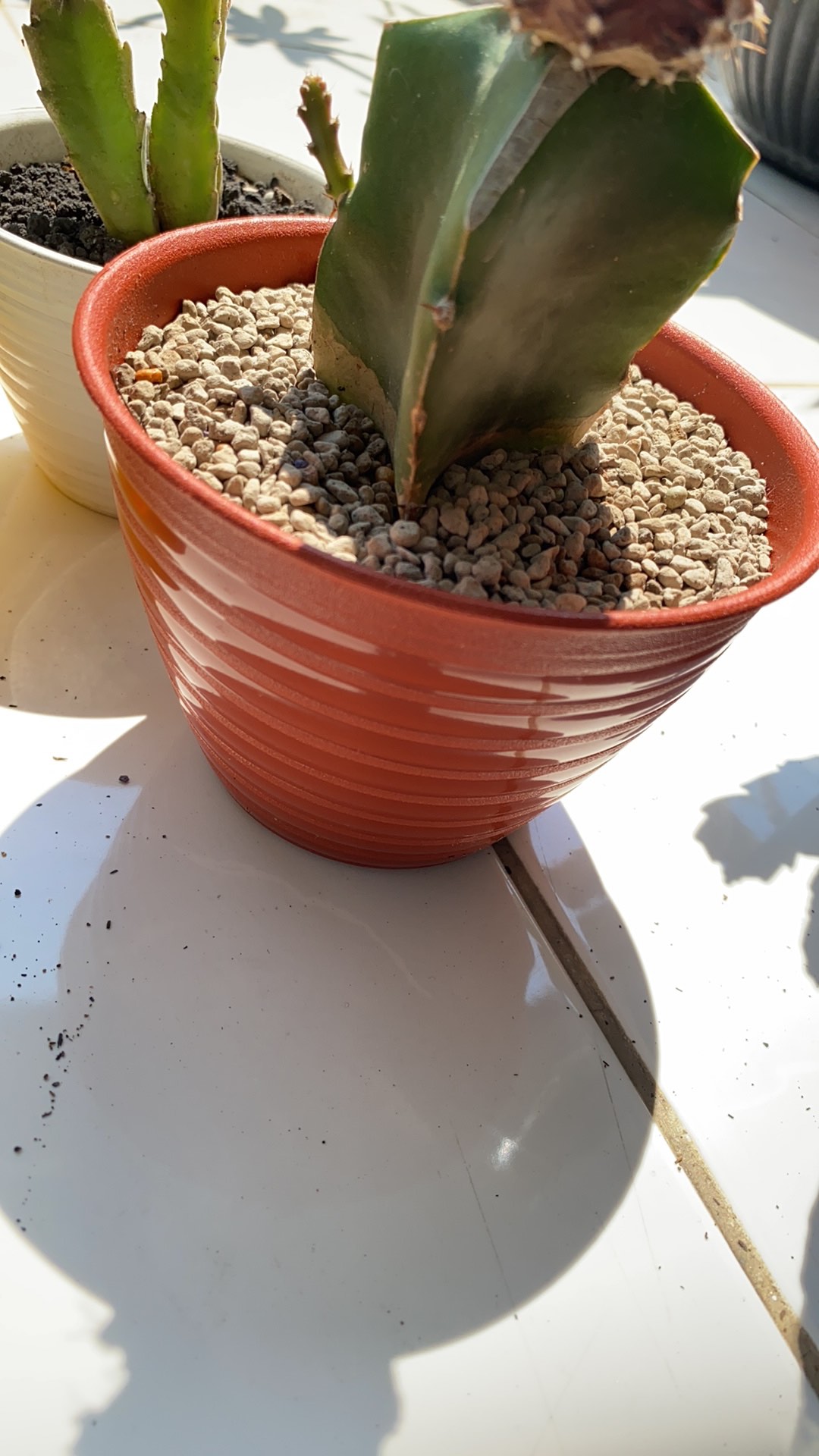 12cm Pot Tawon 12 Budi Jaya