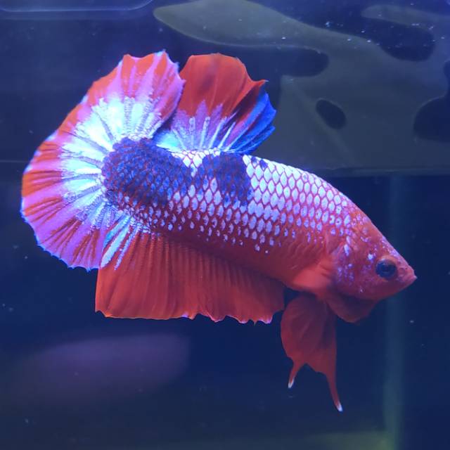 CUPANG PLAKAT HELLBOY BOLD