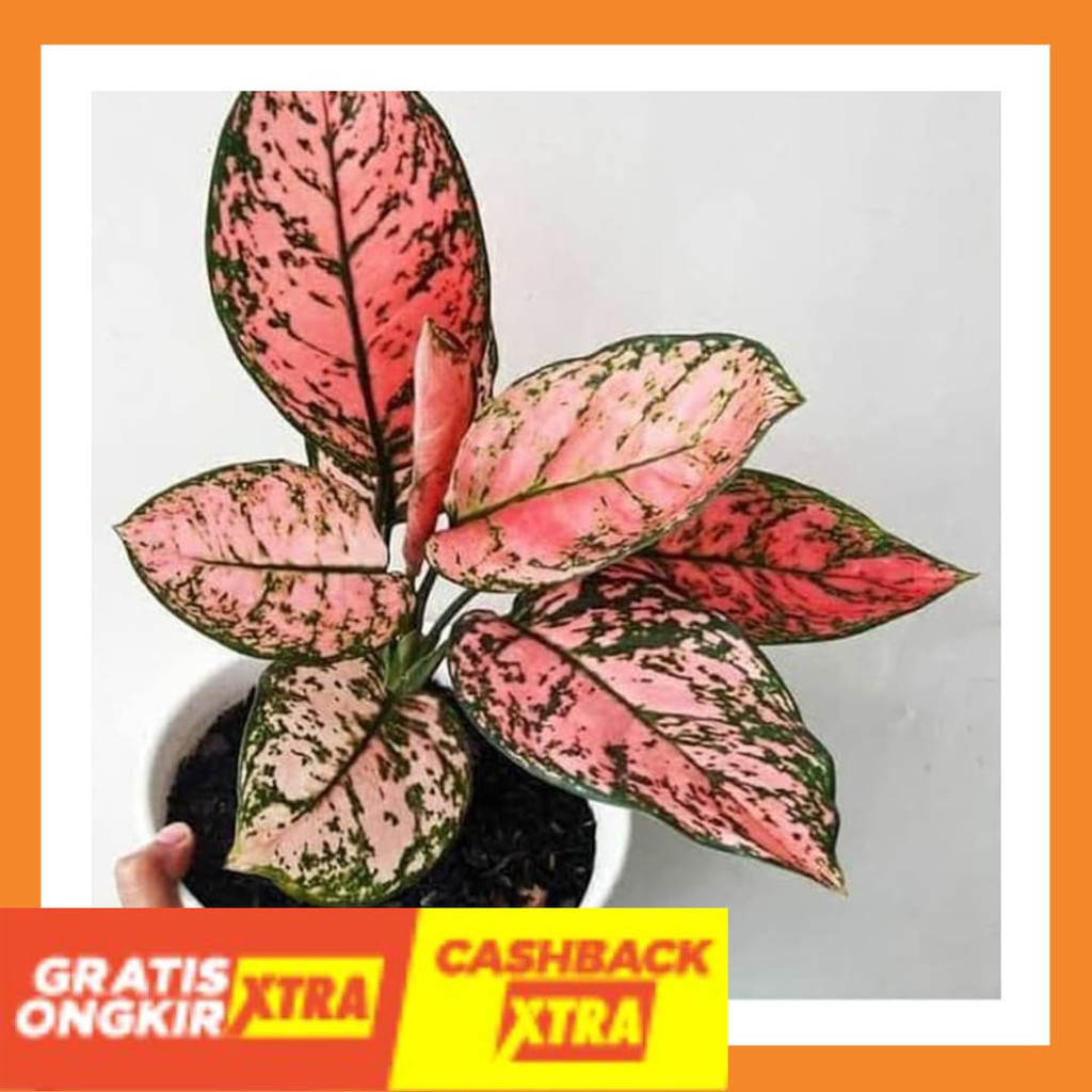 TERBARU BEST SELLER - Paket 4 Aglonema - Red Lipstik-Valentine-Snowwhite-Rotundum