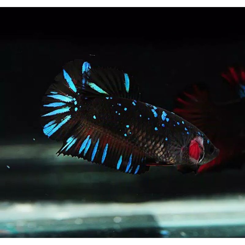 

Ikan Hias Cupang Avatar Betina