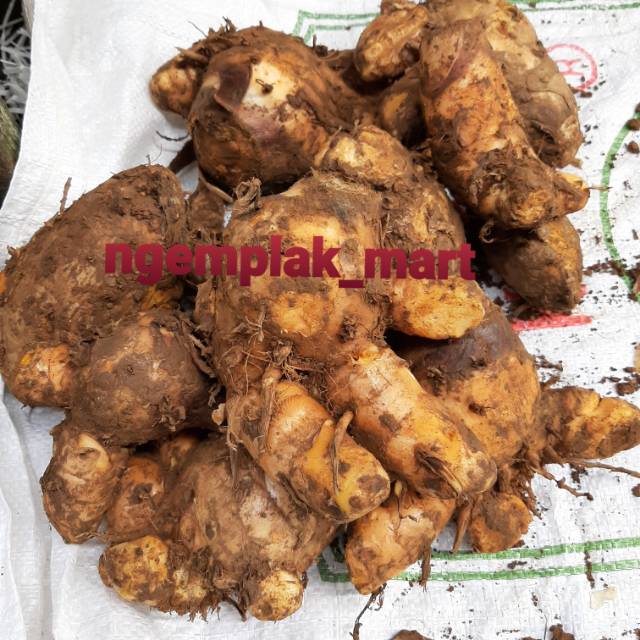 

Temulawak segar 1/4kg Temulawak super temulawak besar obat herbal jamu