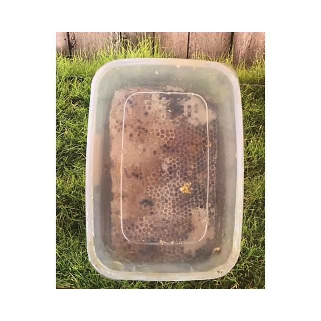 

Honey Comb/Madu Sarang asli