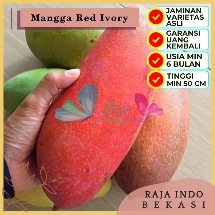 Bibit Tanaman Buah MANGGA RED IVORY Premium