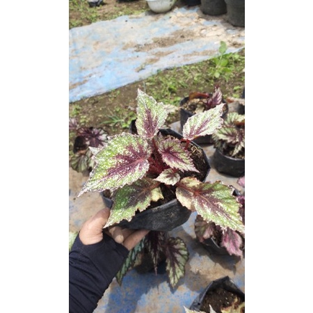 begonia hijau beras, begonia murah, begonia rimbun, begonia cantik, begonia unik, begonia grad a, be