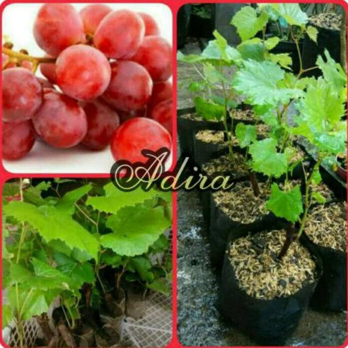 Bibit Anggur Merah Jumbo Paling Laris