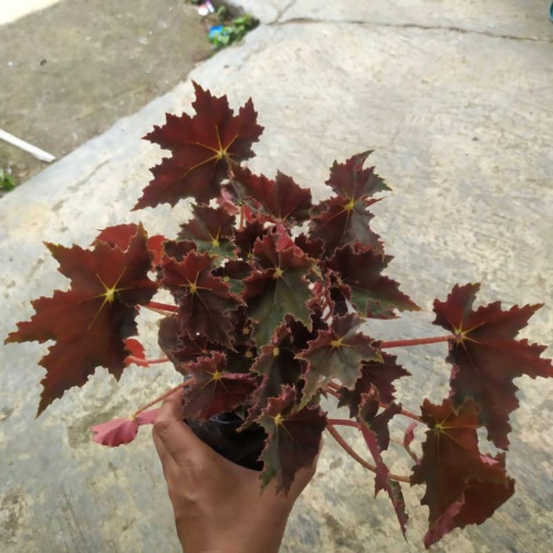 (BISA COD) TANAMAN HIAS BEGONIA BINTANG MERAH