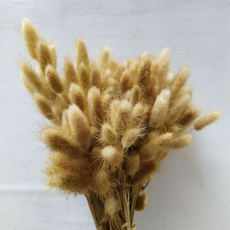 

Bunga Lagurus/Bunny Tail per tangkai/dried flower/bunga aesthetic/bunga rustic