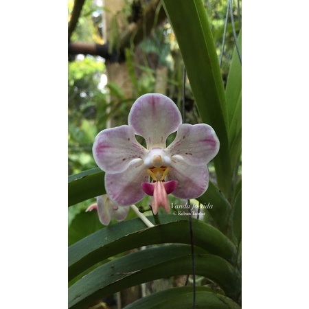 Anggrek Vanda Foetida Dewasa Rawatan - Anggrek spesies - Anggrek Vanda - Vanda Orchid -Vanda Spesies