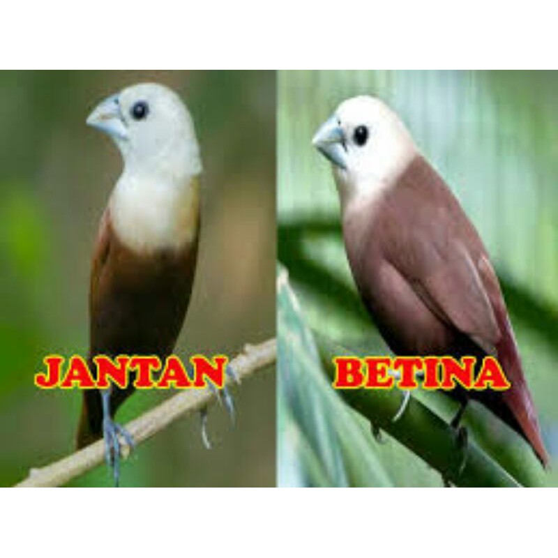 780 Koleksi Gambar Burung Emprit HD Terbaru