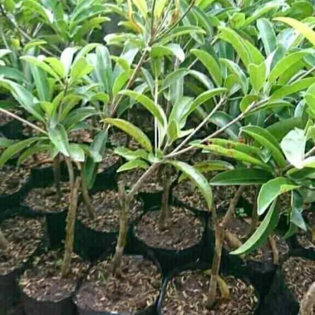 Paket hemat 2 sawo jumbo