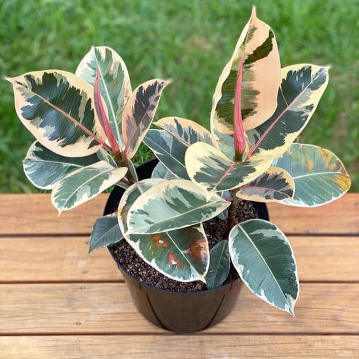 tanaman hias karet kebo variegata - karet kebo - bibit karet kebo