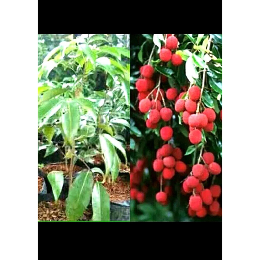Unggulan Bibit Buah Leci Kom Merah Super Asli *_$
