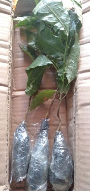 Bibit Tanaman Tabebuya Sakura