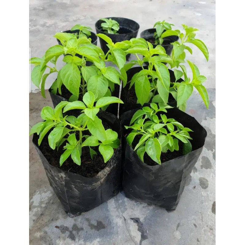 Bibit Kemangi Super Unggul