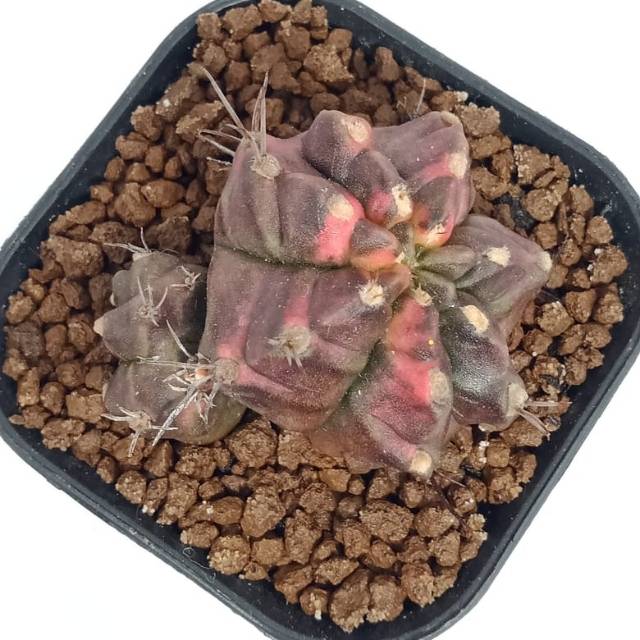 Gymnocalycium T31115