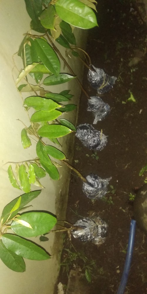 Bibit Durian Montong Kaki 3