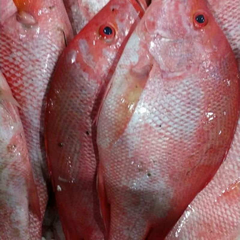 

Ikan kakap merah fresh