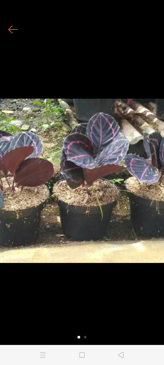 Tanaman Hias Calathea Black Lipstik - Pohon Kalatea Black Lipstik