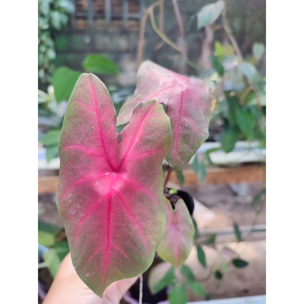 Bunga Caladium Mirzani Tanaman Hias Bunga Keladi Murah Keladi Mirzani Ready Stok