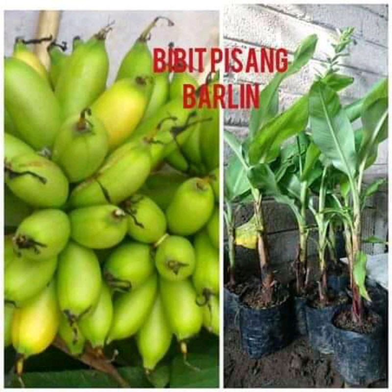 bibit pisang ulin