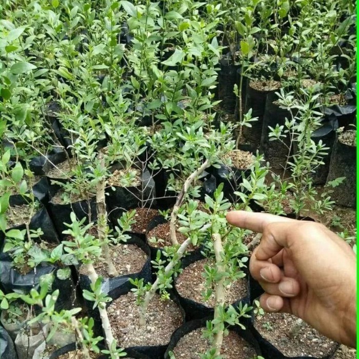 Murah Bibit Tanaman Pohon Santigi Stigi Bahan Bonsai Murah