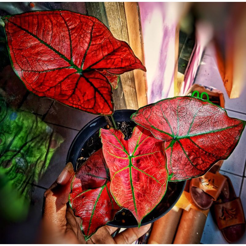 Red Arini caladium Impor Thailand hybrid(Dewasa)
