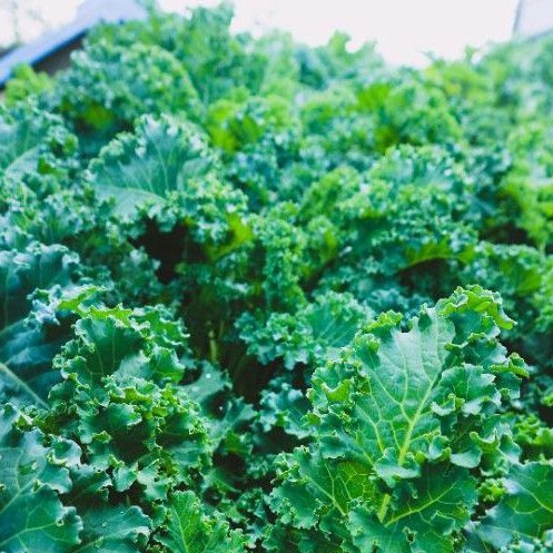 

Daun Kale Muda Segar 250 gram