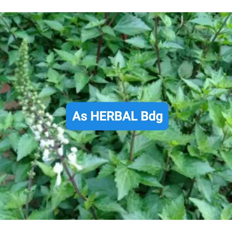 

Daun kumis kucing segar petik langsung 250 gram-az