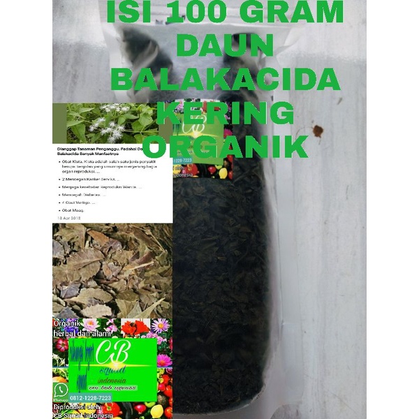 

balakacida/daun balakacida organik 100gram segar dan kering
