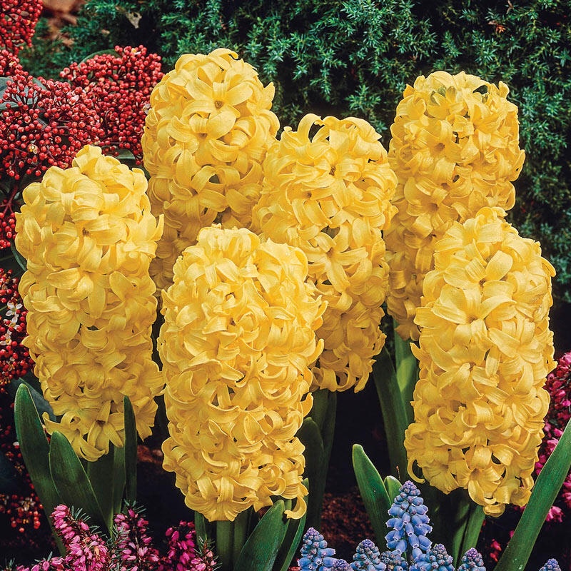 Benih HYACINTH KUNING Biji Bunga