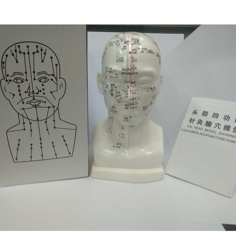 Patung Kepala Titik Akupuntur / Model Titik Akupuntur Kepala / Boneka Titik Titik Akupuntur Kepala