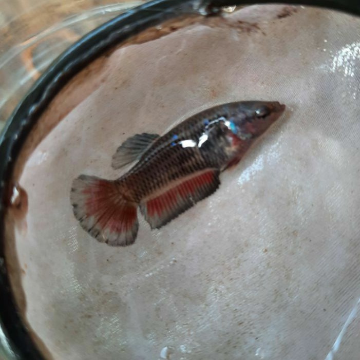 ikan cupang avatar gordon female murah size -M 3 bulan up siap breed