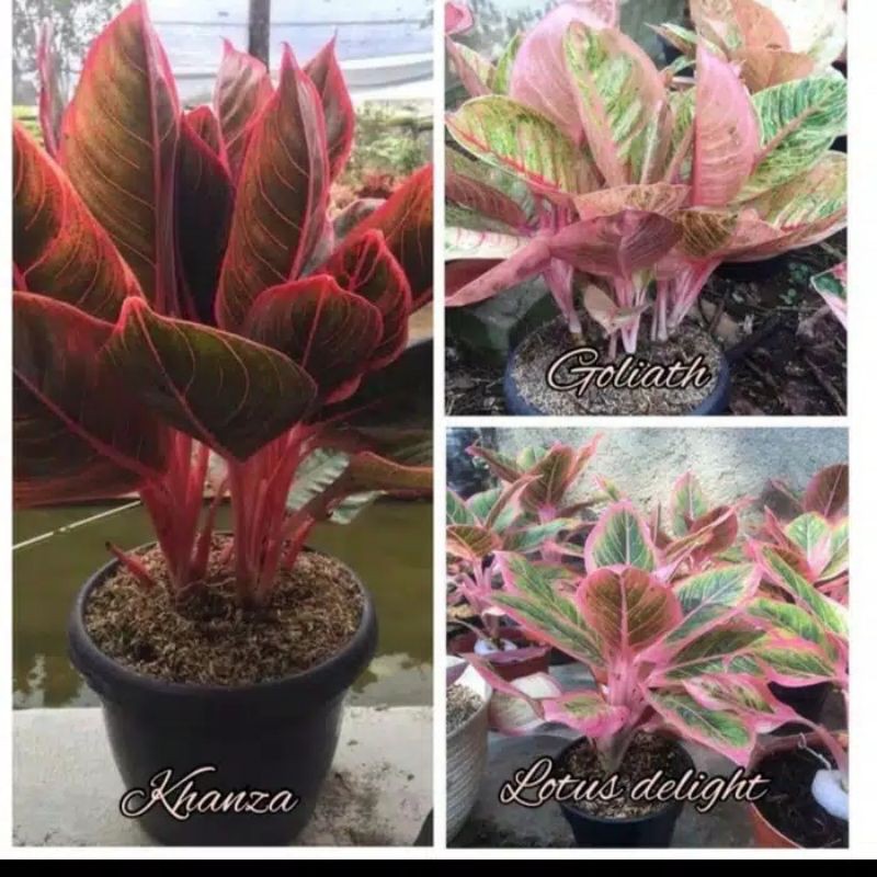 Bibit Bonggol Aglonema Goliath Khanza Lotus