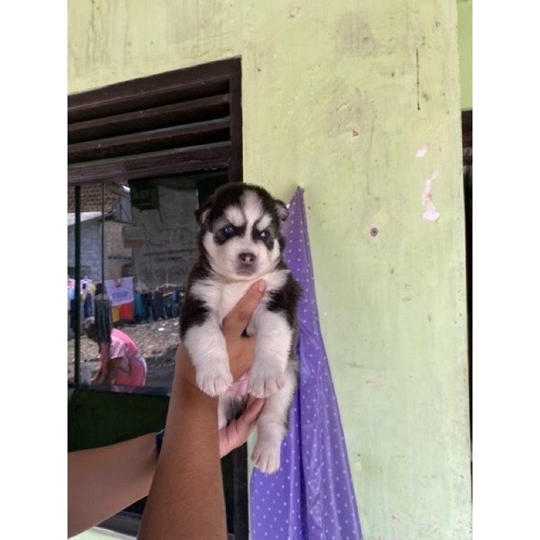 dogfamss alaskan malamute mix husky non stambum pesanan bogor