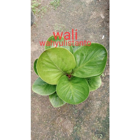 Natural anturium jemani mangkok