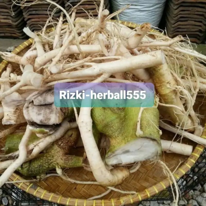 

akar pohon pepaya segar paket 1kg