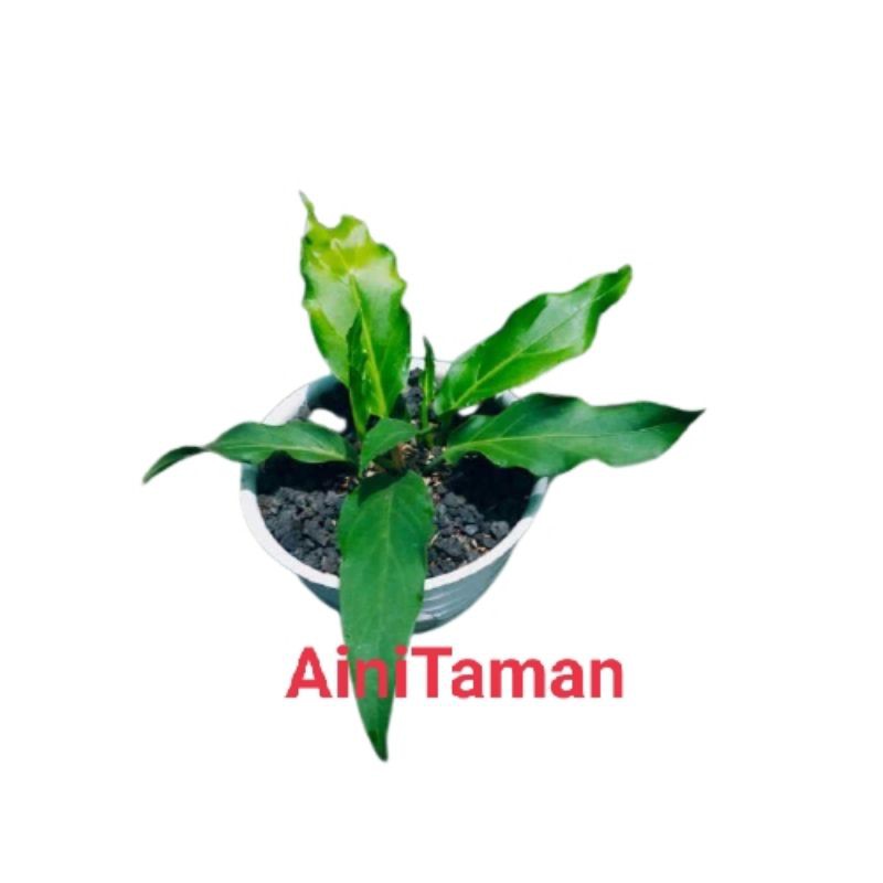 Tanaman indoor anthurium gelombang cinta - pohon anthurium gelombang cinta - anthurium