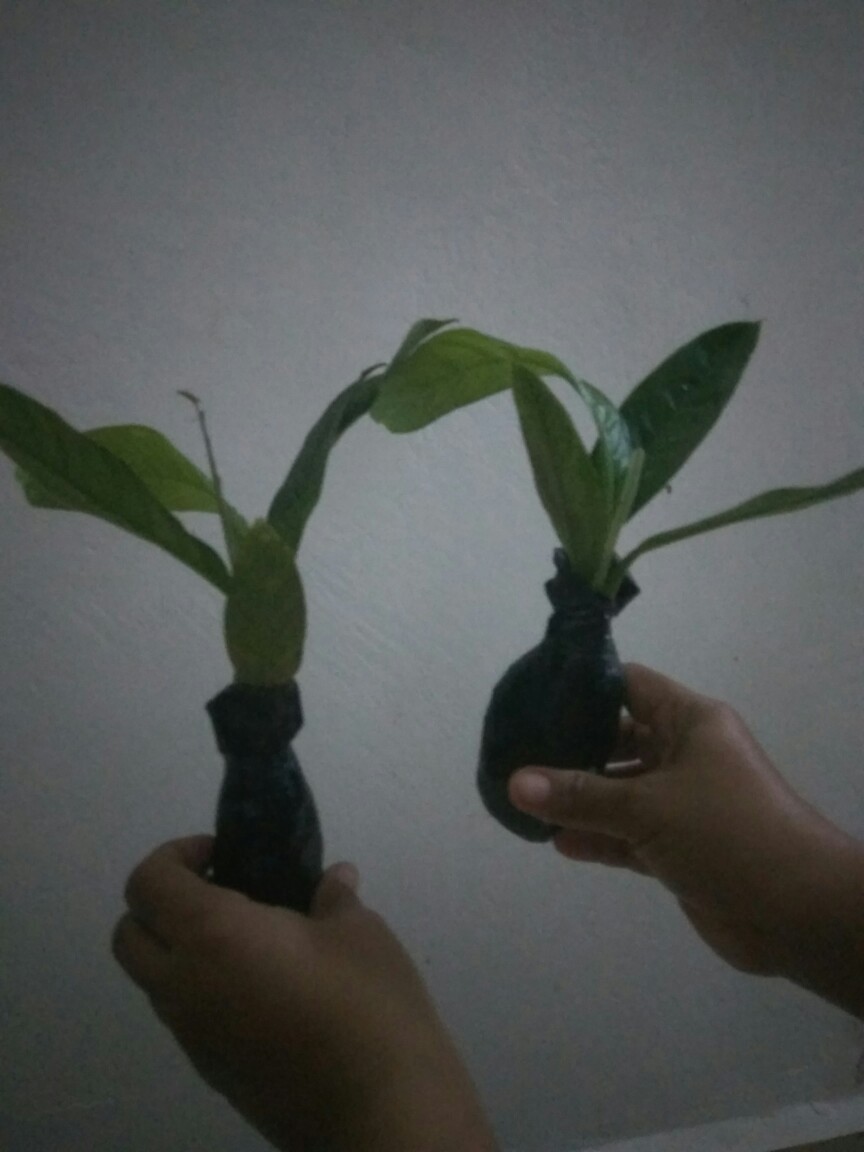 Tanaman Hias Bibit Anturium Linet