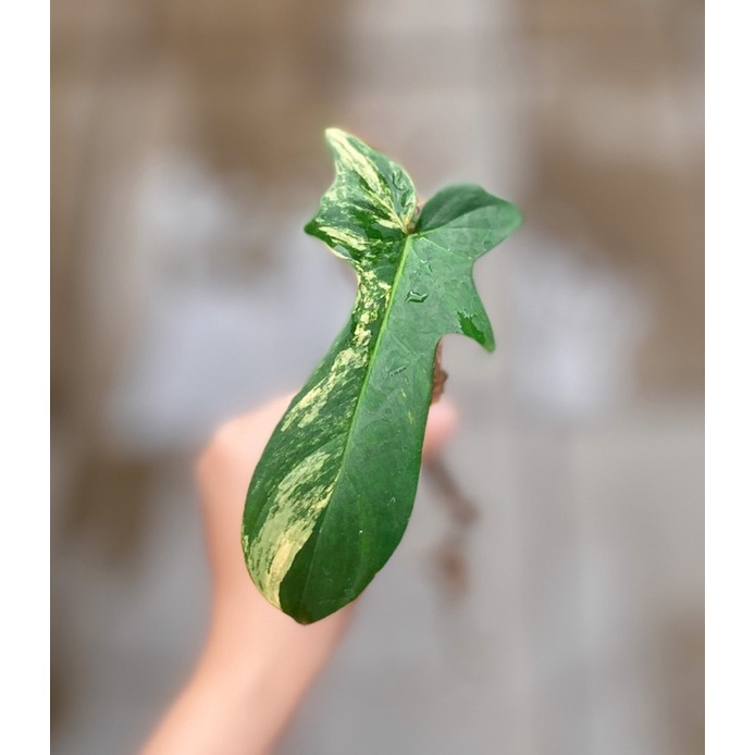 flobe florida beauty varigata variegated 2 tunas