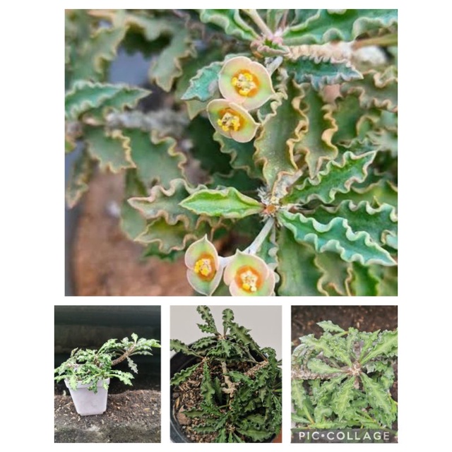 sukulen kaktus bunga euphorbia decaryi.