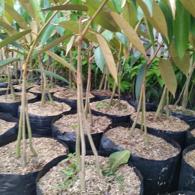 BIBIT TANAMAN BUAH DURIAN BAWOR KAKI 3 TINGGI 1 METER STOK READY