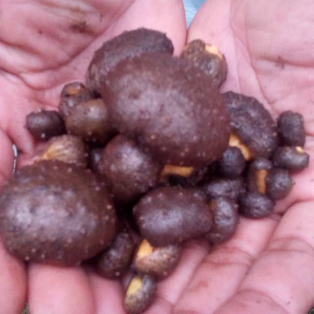 Katak porang mini ( hemat biaya tanam )