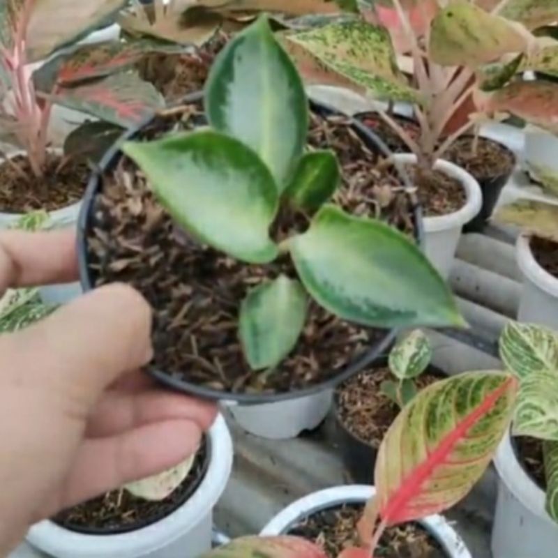 PAKET AGLONEMA (ANAKAN GREEN BOWL & FROZEN)