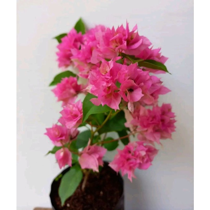 Bougenville Hawai Pink
