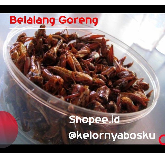 

Belalang Goreng Enak / Walang Goreng Kemasan Toples 100 Gram