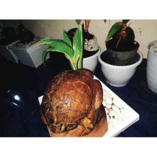 Bonsai Kelapa Kura Kura Shopee Indonesia