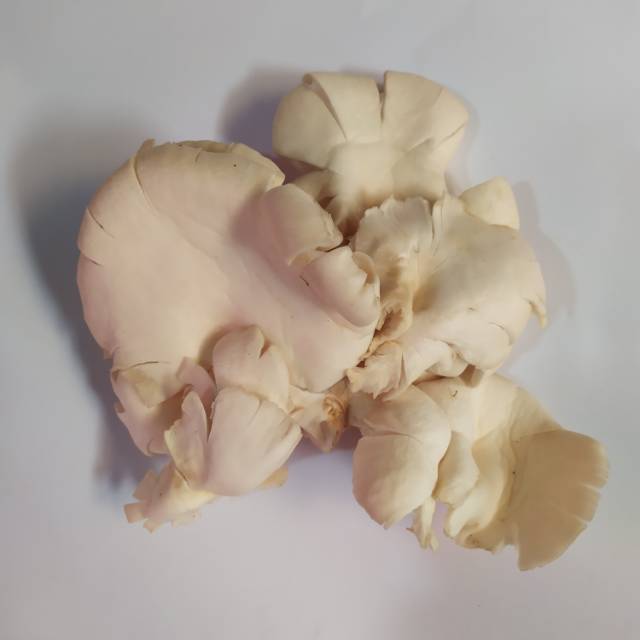 

Jamur Tiram 250 gr